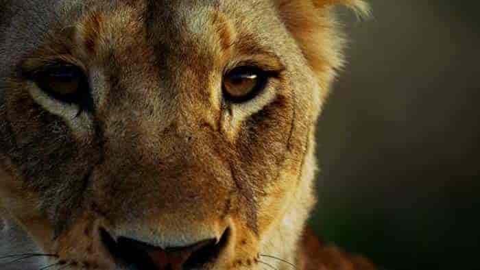 فيلم Malika the Lion Queen 2021 مترجم اون لاين